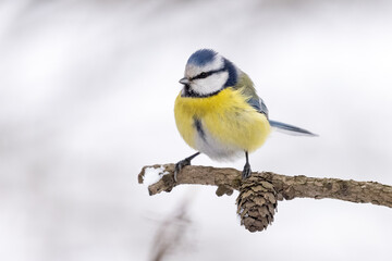 Eurasian blue tit on branch with cone