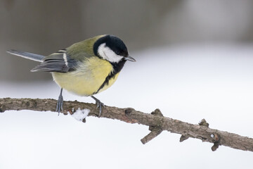 Obraz premium great tit on small winter branch