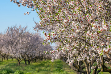 Beautiful nature scene with blooming apricot tree at sunny day in springtime.