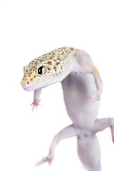 Cute Leopard Gecko on a white background
