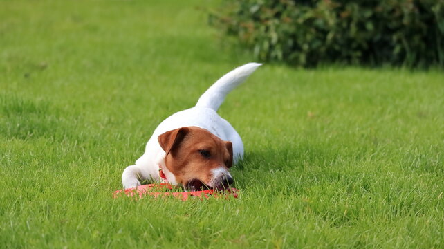 Pies bawiący się na łące.
The dog is playing in the meadow.