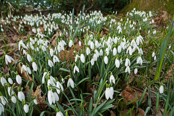 Close-up of a huge amount of snowdrops under a tree. 