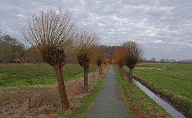 Pollard-ed willows are on both sides along a walking and cycling path. The branches are colored...
