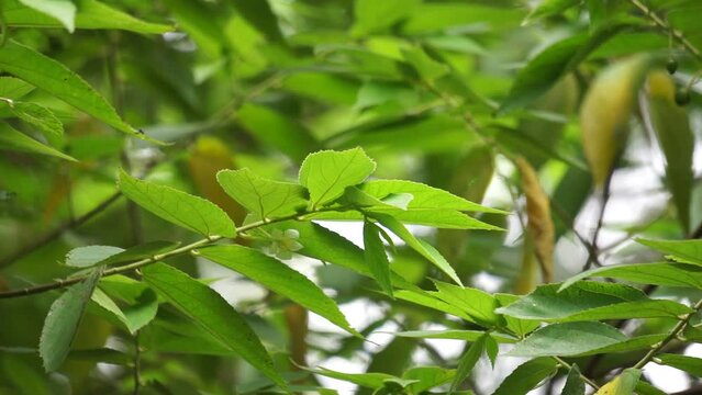 Muntingia calabura leaves (Kersen, , capulin blanco, cacaniqua, nigua, niguito, Jamaican cherry). This plant has red small fruit, juicy and sweet