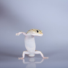 Cute Leopard Gecko on a white background