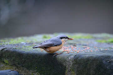 Kleiber in schönem Licht mit unscharfem Hintergrund gut freigestellt