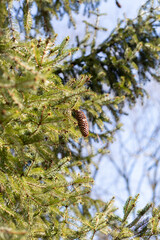 pine cone on a tree