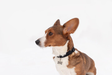 Welsh corgi Pembroke. Thoroughbred dog on a white background. Animal themes. Pets