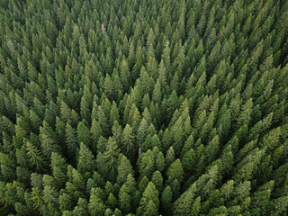 Aerial top view pine forest. Texture of coniferous forest view from above. Green background nature. Picture taken using drone © Andriy Medvediuk
