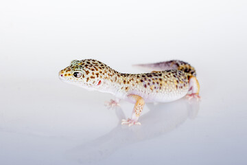 Fototapeta na wymiar Cute Leopard Gecko on a white background