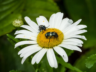 Obraz premium Daisy flower with two beetles on it