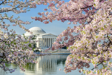 Jefferson Memorial during cherry blossom festival in springtime - Washington D.C. United States of...