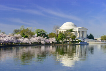 Jefferson Memorial during cherry blossom festival in springtime - Washington D.C. United States of...