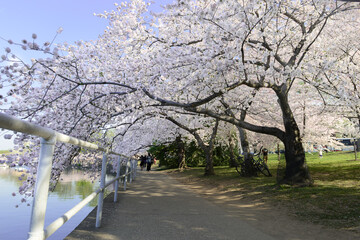 Jefferson Memorial during cherry blossom festival in springtime - Washington D.C. United States of America	