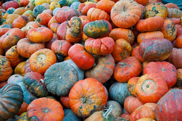 pumpkin background. autumn harvest. happy halloween. colorful gourd vegetables