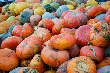 gourd background. autumn harvest. happy halloween. colorful gourd vegetables