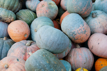 pumpkin background. autumn harvest. happy halloween. gourd vegetables