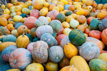 pumpkin background. autumn harvest. happy halloween. gourd vegetables