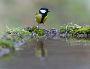 Great tit, Parus major,