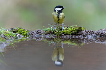 Great tit, Parus major,