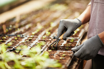 Gloved hands of young contemporary gardener loosening soil in peat pots with green growing...