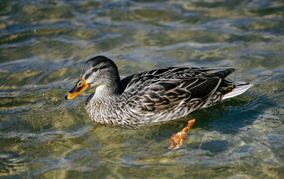 duck on the water,photo taken in Navarra.