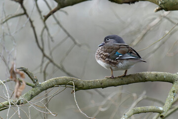 Mandarin duck, Aix galericulata,