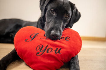 Zwarte labrador met rood valentijnshart
