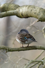 Mandarin duck, Aix galericulata,