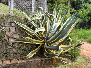 Giant succulent plant in a stone wall