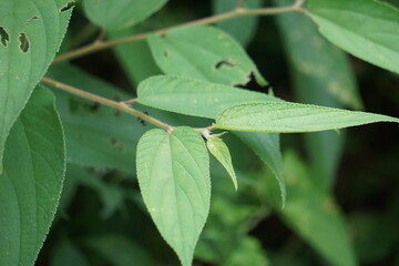 Trema orientale (also called Trema orientalis, Cannabaceae, charcoal tree, Indian charcoal tree) leaves. Extracts from leaves of related species (Trema guineense) showed  anti-arthritic.