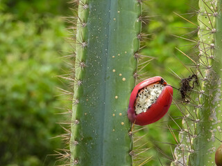 mandacaru cactus (Cereus jamacaru), with red fruit  © Cabarsphotography