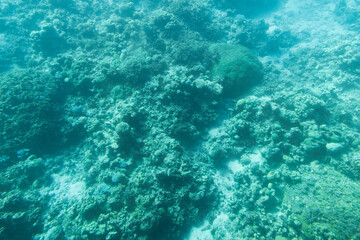coral reef in the Red sea