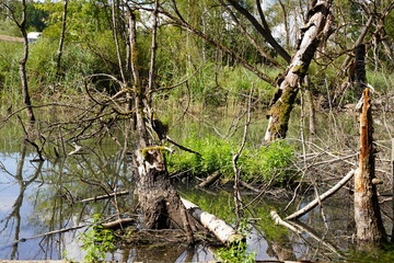Abgestorbene B&auml;ume, Umweltverschmutzung, Moor, Sumpf, Brackwasser, dead trees, environment, bog, swamp,