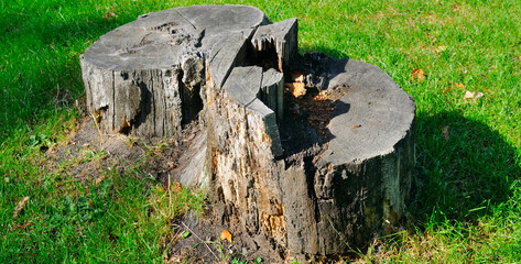 Tree stump on a green meadow. Wide photo.