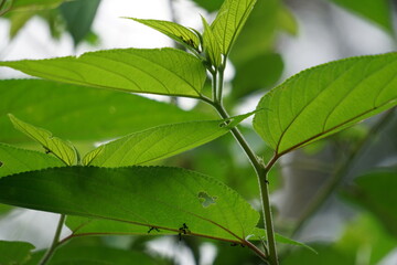 Trema orientale (also called Trema orientalis, Cannabaceae, charcoal tree, Indian charcoal tree) leaves. Extracts from leaves of related species (Trema guineense) showed  anti-arthritic.