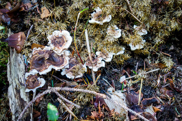 Mushroom closeup view in a forest