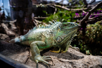 Iguana