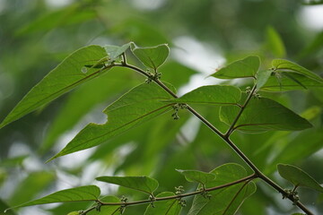 Trema orientale (also called Trema orientalis, Cannabaceae, charcoal tree, Indian charcoal tree) leaves. Extracts from leaves of related species (Trema guineense) showed  anti-arthritic.
