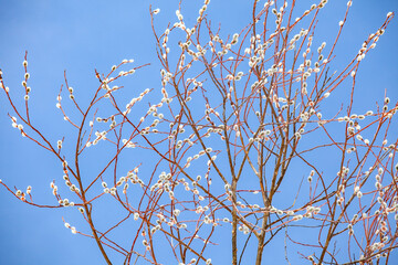 Willow buds branches on the blue sky in spring