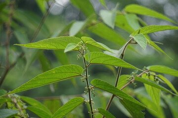Trema orientale (also called Trema orientalis, Cannabaceae, charcoal tree, Indian charcoal tree) leaves. Extracts from leaves of related species (Trema guineense) showed  anti-arthritic.