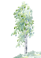 Birch tree.Deciduous tree.Watercolor hand drawn illustration.White background.	 - 486952659