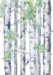 Birch tree.Deciduous tree.Watercolor hand drawn illustration.White background. - 486952660