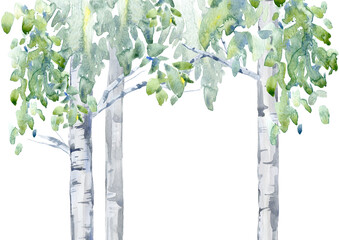 Birch tree.Deciduous tree.Watercolor hand drawn illustration.White background.