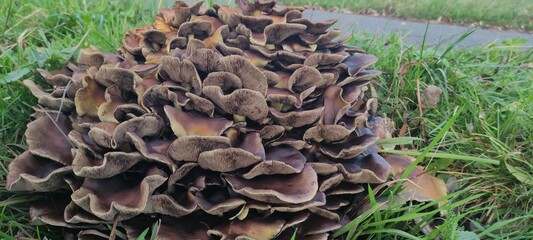 Mushrooms growing in The Netherlands.