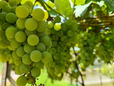 Uva Verde, Ros&eacute;, Parreira de Uva