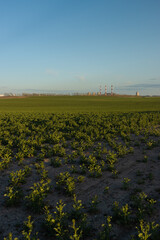 Summer landscape, green field and in the distance there are CHP 