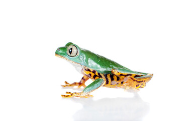 Beautiful barred leaf frog isolated on white