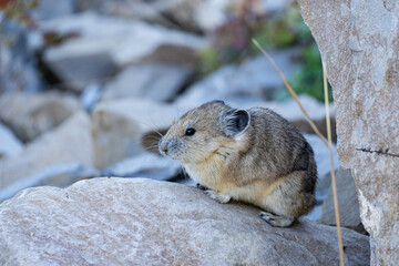 Pika on a rock on Mount Timpanogos in Utah.