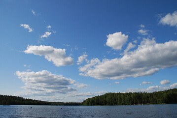 White-gray clouds over the forest. In the rays of the sun, large cumulus white-gray clouds majestically float across the light blue sky. They spread out over the forest, their forms are varied.